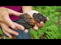 Birch Tree medicine - Chaga Polypores and bark