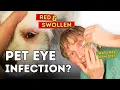 Top 7 Effective Home Remedies for Conjunctivitis in Pets