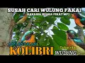 Download Lagu rahasia!!suara pikat burung kolibri wulung paling ampuh!! silahkan di coba