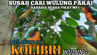 Download rahasia!!suara pikat burung kolibri wulung paling ampuh!! silahkan di coba MP3
