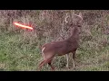 Download Lagu 20 Shots in 20 Minutes! (ULTIMATE Bowhunting Compilation)