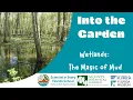 Into the Garden Wetlands- The Magic of Mud