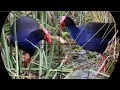 Download Lagu spot terbaru disarangnya mandar biru//berburu burung mandar biru super jumbo