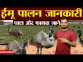 Emu farming Emu Palan Emu Bird Profit Loss Emu Marketing Emu Farm Is Emu Farm profitable