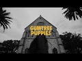 Gumtree Puppies