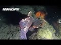 What Creatures Patrol The Ocean Floor At Midnight?