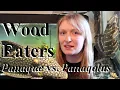 Wood Eating Plecos - Panaqolus vs Panaque Royal Plecos
