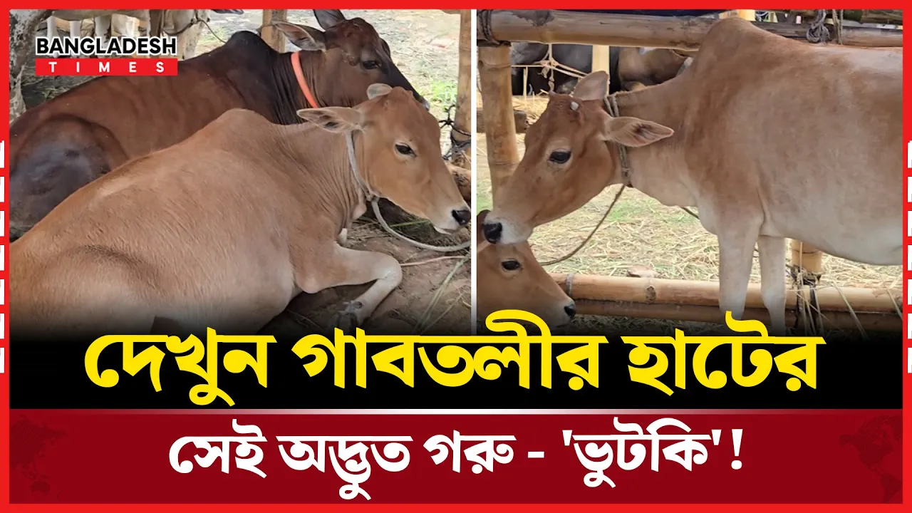 ভুটানের গরু এখন বাংলাদেশে! দেখতে কেমন?