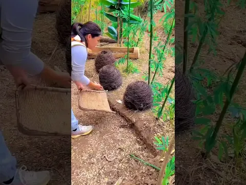 Robó Todos los Huevos 😱🥚