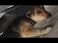 Download Lagu Abandoned with Broken Legs, He Curled Up in a Toilet—Until a Stranger Gave Him Hope!