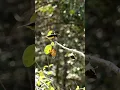 Download Lagu Mikat burung kecil burung masteran #shorts #birds #burung #burungkicau #burungmasteran #kolibri