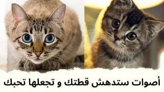 صوت يجذب القطط إليك ويجعلها تأتي بسرعة    ستدهش قطتك و تجعلها مجنونة   صوت قطة دندنها