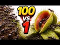 100 Ants vs 1 Venus Flytrap Who Wins