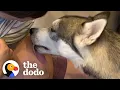 Husky Patiently Waits Next To Moms Belly To Finally Meet His Little Brother The Dodo Soulmates