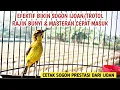 Download Lagu SOGON IJOAN GACOR EFEKTIF BIKIN SOGON IJOAN/TROTOL RAJIN BUNYI DAN MASTERAN CEPAT MASUK