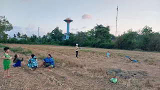 Buổi chiều ra ruộng thả diều
