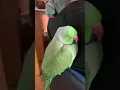 Lagu BURUNG PARROT YANG MENGANTUK | Burung Parrot Ringneck yang Menggemaskan Sedang Tidur