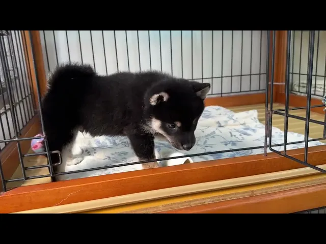 動画