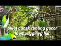 Download Lagu suara asli pikat cucak ranting gacor cocok untuk masteran juga mikat di jamin datang langsung turun