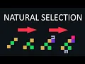 Natural Selection Simulation for 1 hour