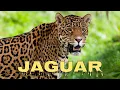 Download Lagu Jaguar sound, jaguar roar