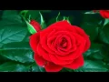 Download Lagu maka rekatlah cinta kita