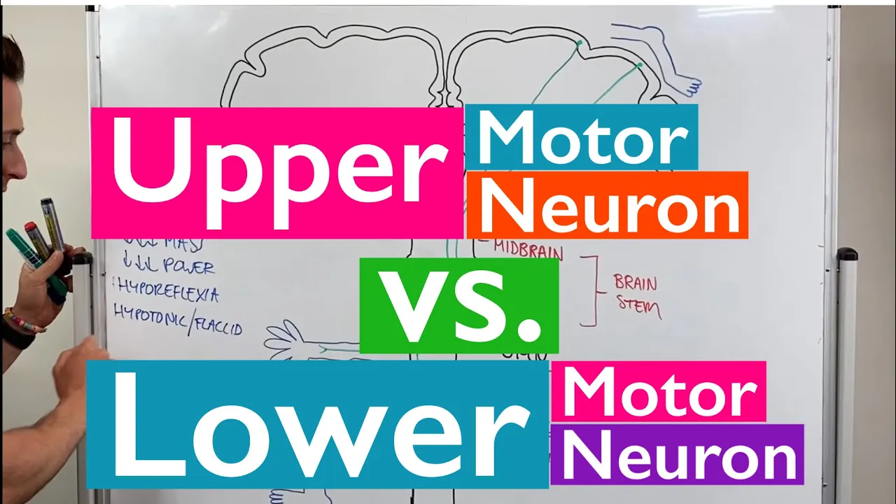 Spinal Cord Injury, Motor Neurons, and Reflexes