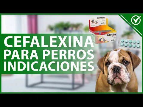 Download MP3 🐕 CEFALEXINA para PERROS: Función, dosis, contraindicaciones y efectos secundarios 💊🐕