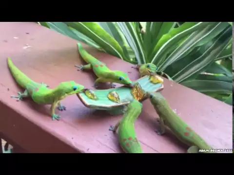 Madagaskar Geckou0027s with Yoshi sounds