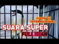 Download Lagu Suara Super Burung Cendet Juara Internasional Full Isian