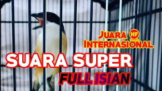 Download Suara Super Burung Cendet Juara Internasional Full Isian MP3