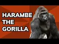 The Story of Harambe How the Gorilla Became an Iconic Meme Meme History