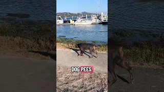 .. #fyp #dream #youtube #doberman #pets
