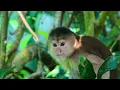 AMAZON: The Side Most People Will Never See | Travel Documentary