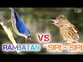 Download Lagu 🔴RAMBATAN VS SIRI - SIRI TEMBAKAN RAPAT KASAR√