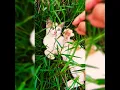 Winter is coming - Han Soo Ji ;calico cat