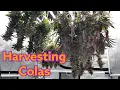 Harvesting weed - InHouse Genetics Garlic Storm