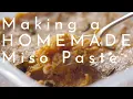 Download Lagu Making a homemade Miso paste - fermentation recipes