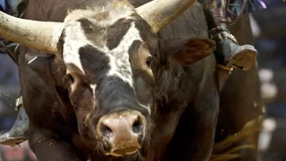 2014 pbr season recap world champion bushwacker