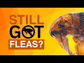 Best Flea Meds For Cats