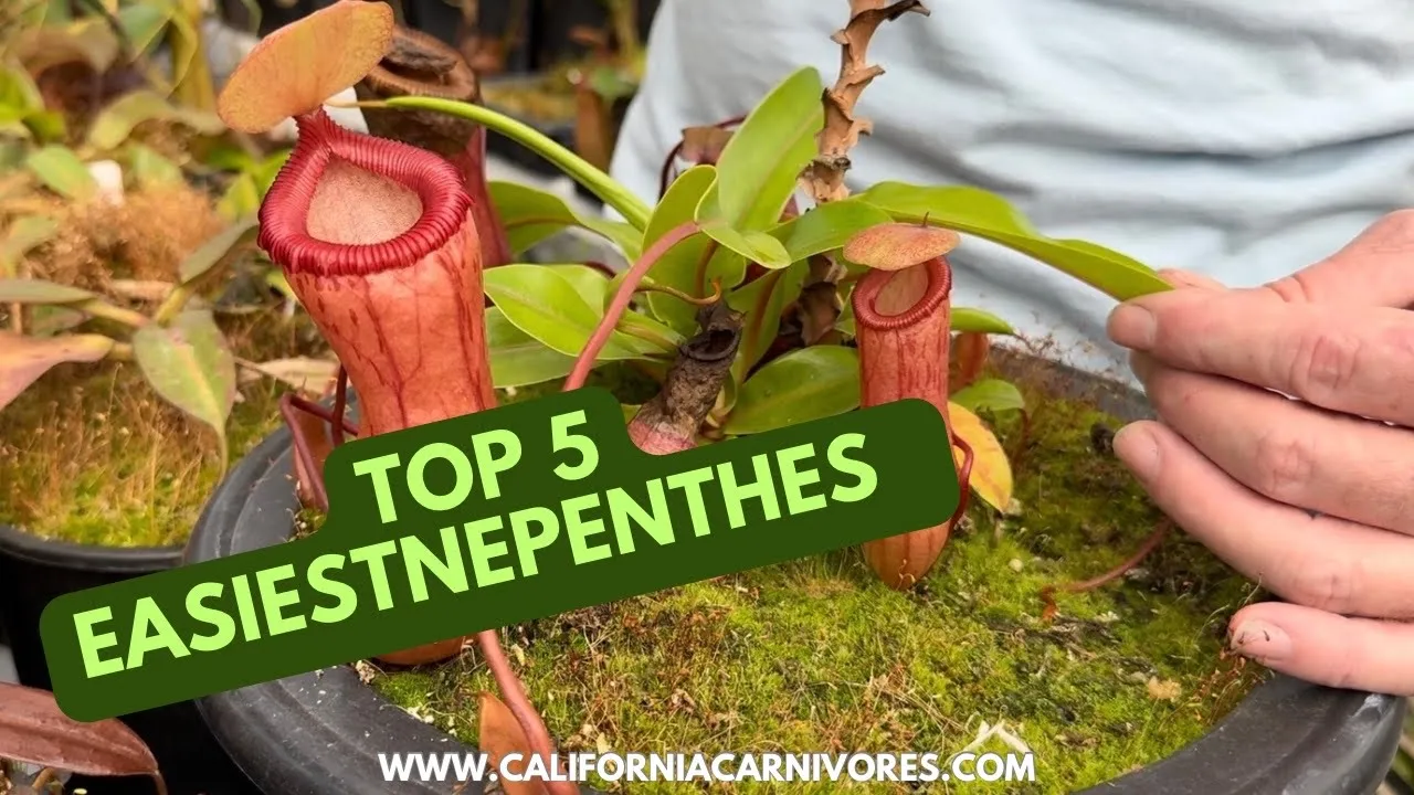 Top 5 Easiest Nepenthes