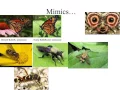 predator prey interactions