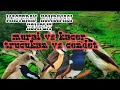 MASTERAN KOMBINASI KICAU MANIA. MURAI VS KACER VS TRUCUKAN VS CENDET.. LANGSUNG RESPON