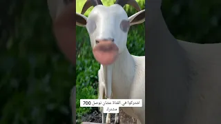 الماعز وهو بيقول اسم معتز                    دندنها