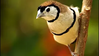 كيفيه تكاثر البوم فينش اللون العسلي 