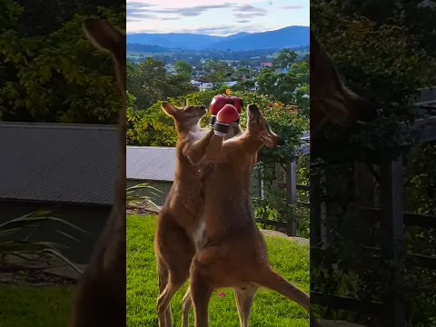 Welcome to the Most Australian Fight Ever 😂🥊🦘