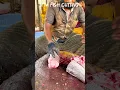 Download Lagu KADAL KENDAL FISH 🐟 MASS CUTTING SKILLS #bigfishcuttingkasimedu