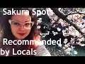 Download Lagu Tokyo's Many Hanami Spots 東京の花見所 - Sakura Spots Recommended by Japanese People