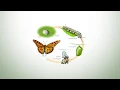 Monarch Butterfly Conservation How You Can Help Save The Monarch Butterfly
