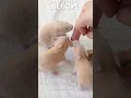 Download Lagu Let's GROW!!!!! #hamster #kumaqq #pets #animals #funny